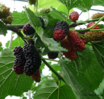 Mulberry leaves